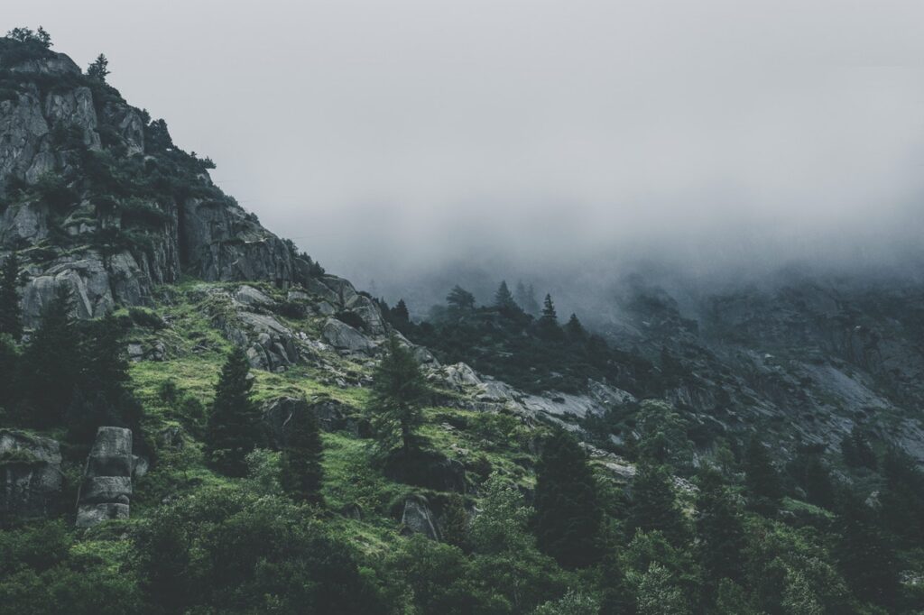 green leafed trees during fog time 167684.jpg green leafed trees during fog time 167684.jpg